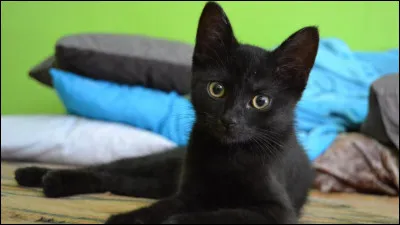 Qui était le meilleur ami de Pelage dObsidienne ?