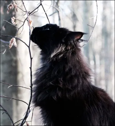 Comment sappelle le frère de Pelage dObsidienne ?