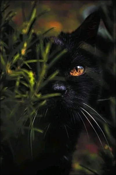 Quel est le but de Pelage dObsidienne ?