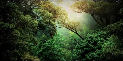 Géographie : 
Sur quel continent se situe l'Amazonie ?