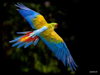 Animaux : 
Quel est cet animal ?