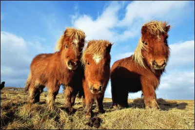 De quelle origine est le shetland ?
