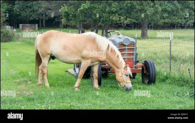 De quelle origine est l’haflinger ?