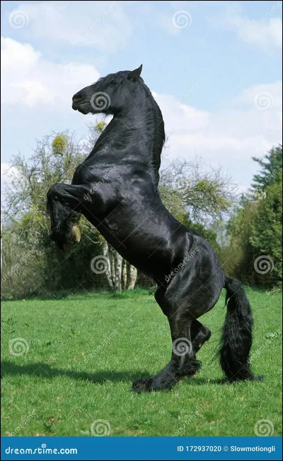 De quelle origine est le frison ?