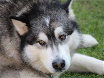 Malamute : quelle est la différence physique entre un husky sibérien et un malamute d'Alaska qui sont tous deux des chiens de traîneaux réputés ?