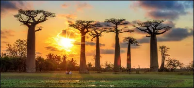 Malgache : sur quelles îles la langue malgache est-elle pratiquée ?