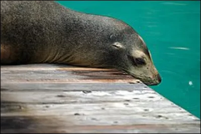 Comment s'appelle le petit de l'otarie ?