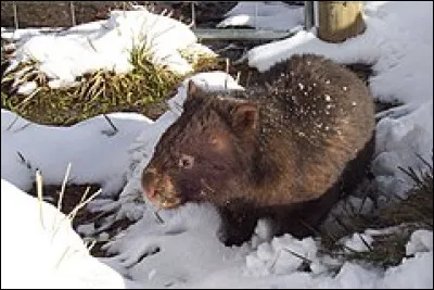Un wombat est...
