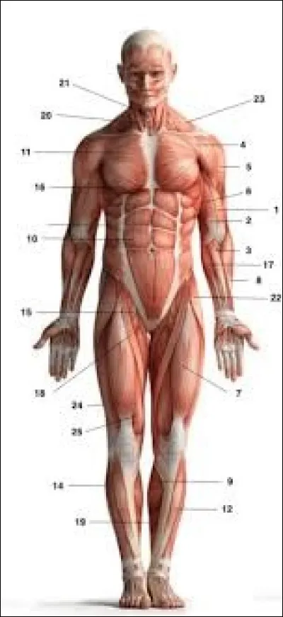 Sciences : Dans quelle partie du corps humain le muscle stapédien se situe-t-il ?