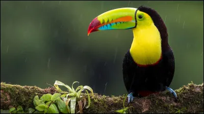 Quelle est la classe du toucan ?