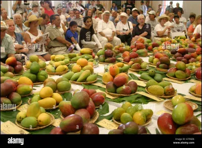 Environ combien de manguiers sont à vendre au Florida Mango Fest ?