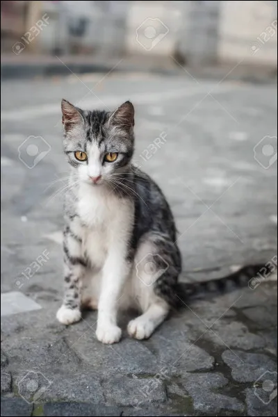 Tu vois un chat qui passe sur la voie publique, une voiture fonce à toute vitesse dessus.
Que fais-tu ?