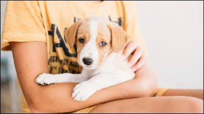 C'est fini avec les "imaginons", maintenant je vais te poser quelques questions : déjà, aimes-tu les animaux ?