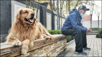Pour toi les animaux, que sont-ils ?