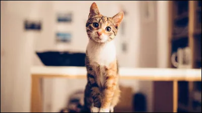 Et enfin, question importante : As-tu des animaux ?