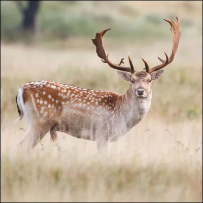 Cet animal appartient à la famille des cervidés, quel est son nom ?