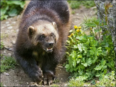 Quel est le nom de cet animal ?