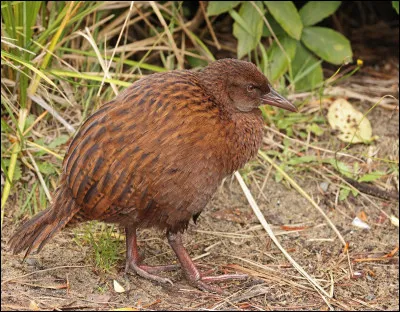 Cet oiseau est un...