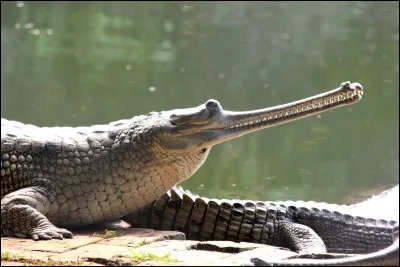 Quel est le nom de cet animal assez étrange ?