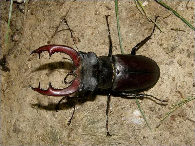 Cet insecte est un...