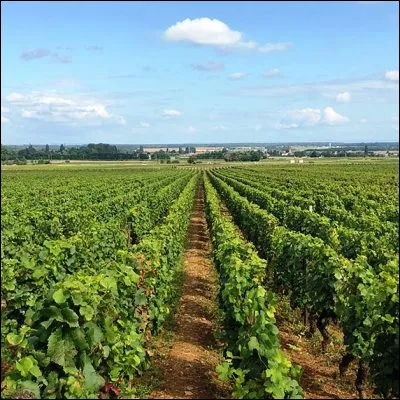 Quel arbre fruitier possède une variété dite "de vigne" en raison de son arrivée à maturité pendant la période des vendanges ?