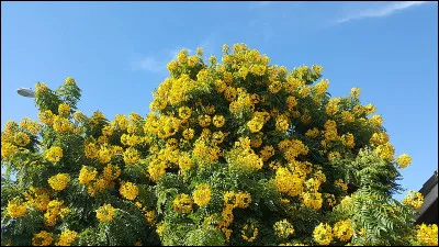 Quelle île est surnommée "l'île aux mimosas" ?