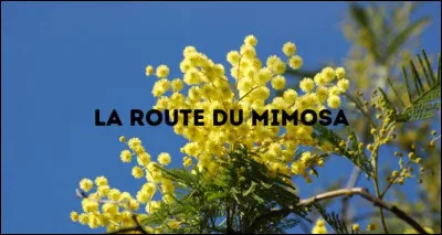 La "Route du mimosa" est une route fleurie qui relie ...