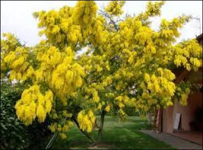 À quel genre d'arbre à fleurs le mimosa appartient-il ?