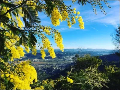 Combien existe-t-il d'espèces de mimosa ?
