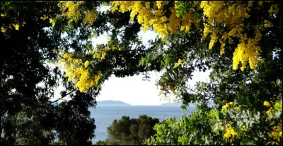 Arrivés en France entre 1804 et 1810, les premiers pieds vivants de mimosa sont acclimatés dans les jardins...
