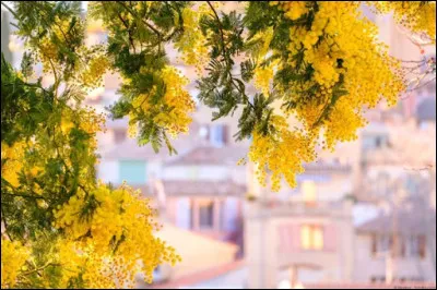 Dans quel département la commune de Bormes-les-Mimosas est-elle située ?