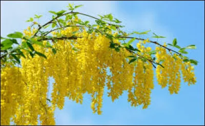 La floraison du mimosa intervient au mois de février ; pour quelle raison ?