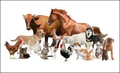 Quel animal a servi d'inspiration au fondateur de New Balance ?