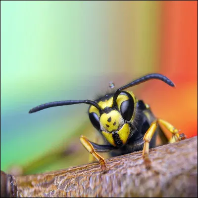 Quel est cet animal ?