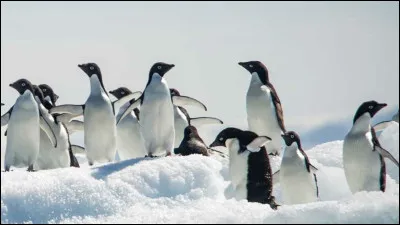 Quel est cet animal ?