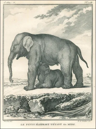 Quelle race d'éléphant est-ce ?