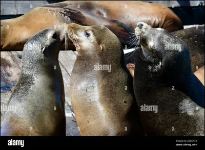 Quel est cet animal ?