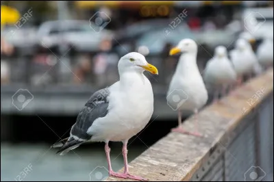 Quel est cet animal ?