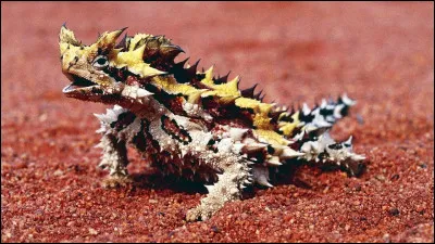 Quel est cet animal ?