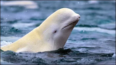 Quel est cet animal ?