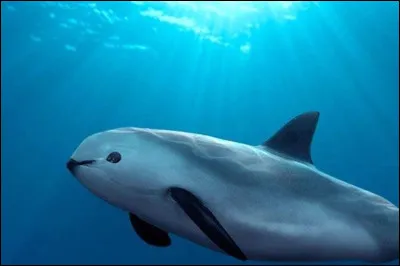 Quel est cet animal ?