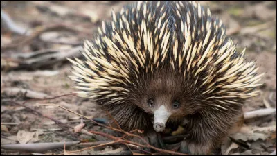 Quel est cet animal ?