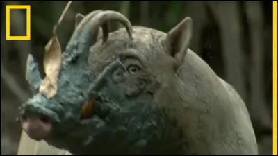 Quel est cet animal ?