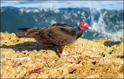 Comment l'urubu à tête rouge communique-t-il ?
