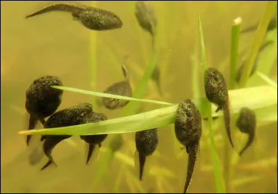 Qu'est-ce qu'un têtard ?