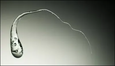 Comment appelle-t-on la ''chose'' sur l'image ?