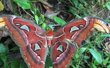 Quiz Insectes
