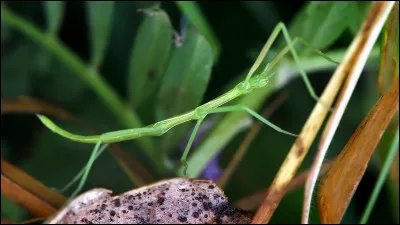 Comment nomme-t-on cet insecte ressemblant à une branche ?