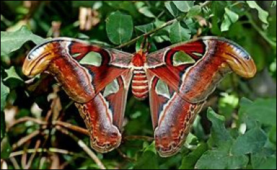 Quel est le nom de ce papillon asiatique considéré comme le plus grand papillon du monde ?