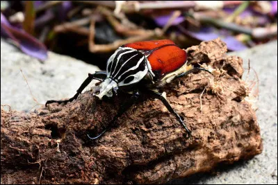 Dans les forêts tropicales africaines, on peut observer cet insecte. À quelle espèce appartient-il ?